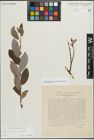 Foto von Salix myrsinifolia Salisb. x Salix phylicifolia L.